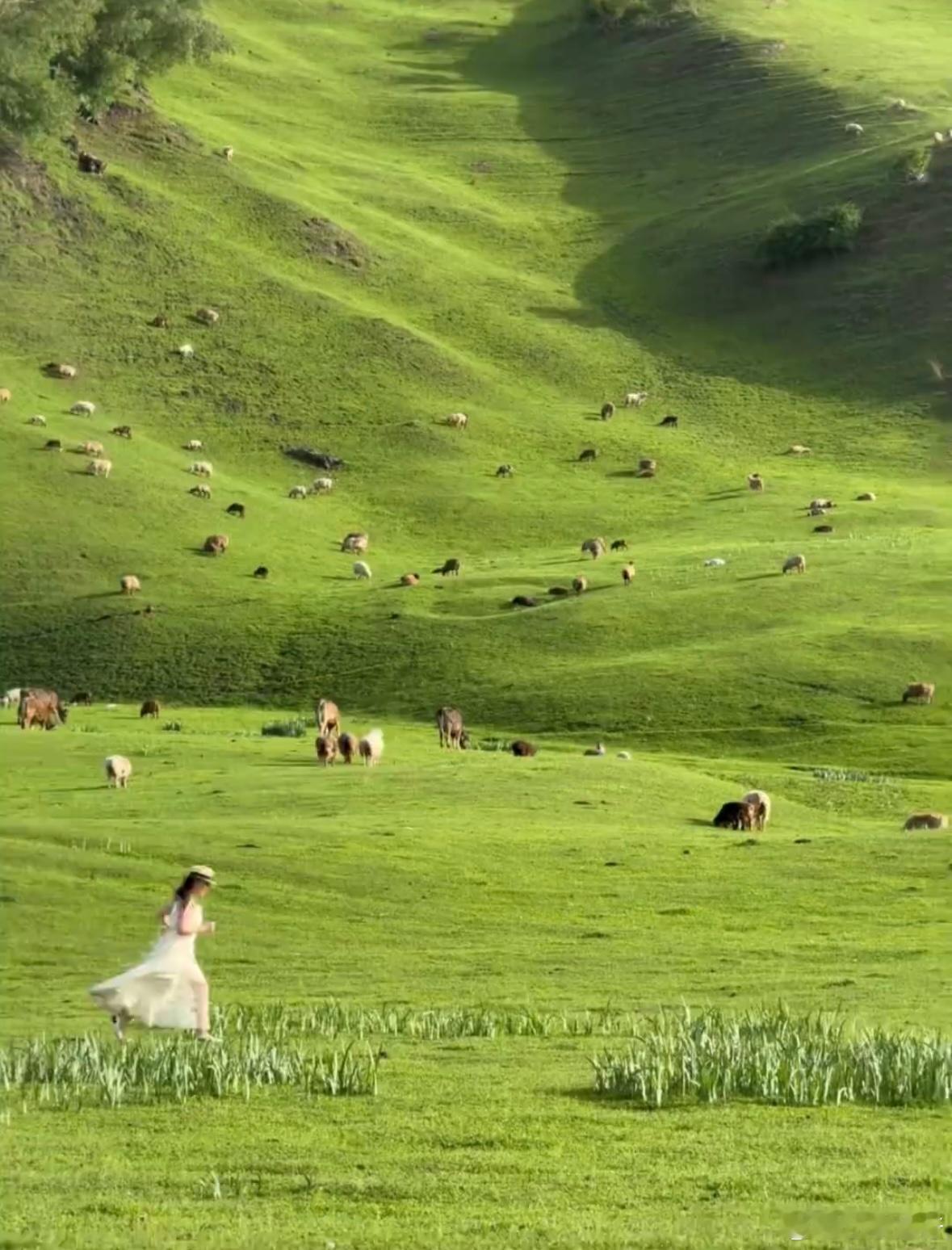 在新疆，我拍到了我的人生live，那是一片无垠的天地，每一寸土地都散发着独特的魅