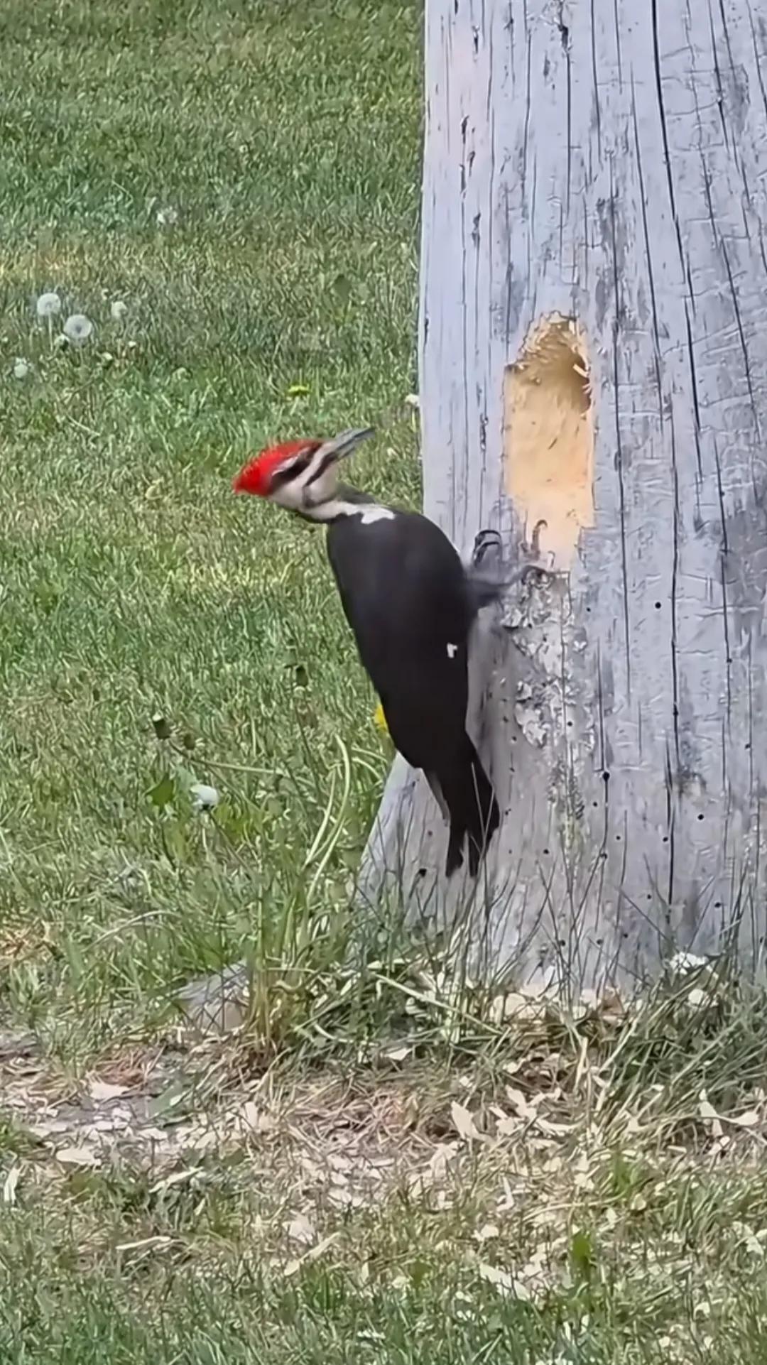 摄影师整整蹲守3天终于拍到了“实力派啄木鸟”，看着它一口一口啄成洞，画面太震撼，