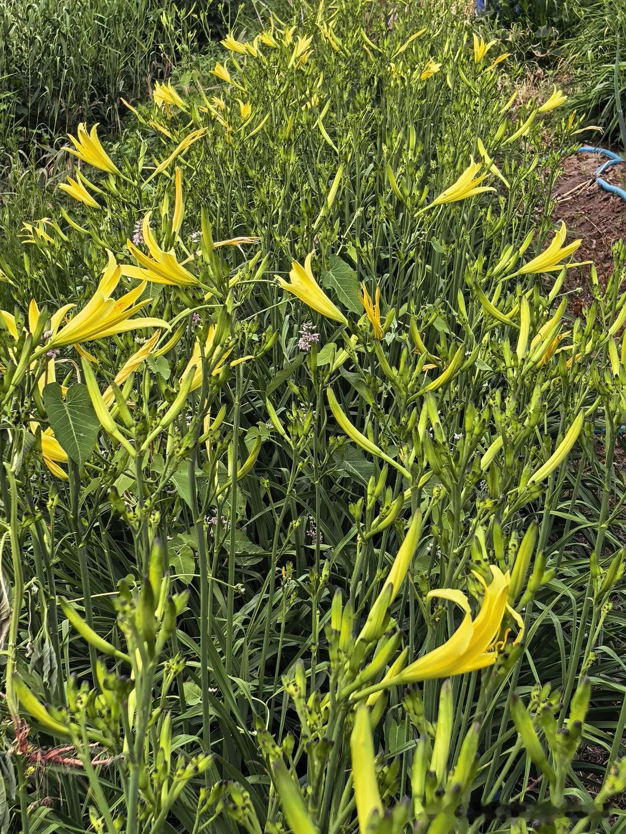 黄花菜[赞][赞][赞]