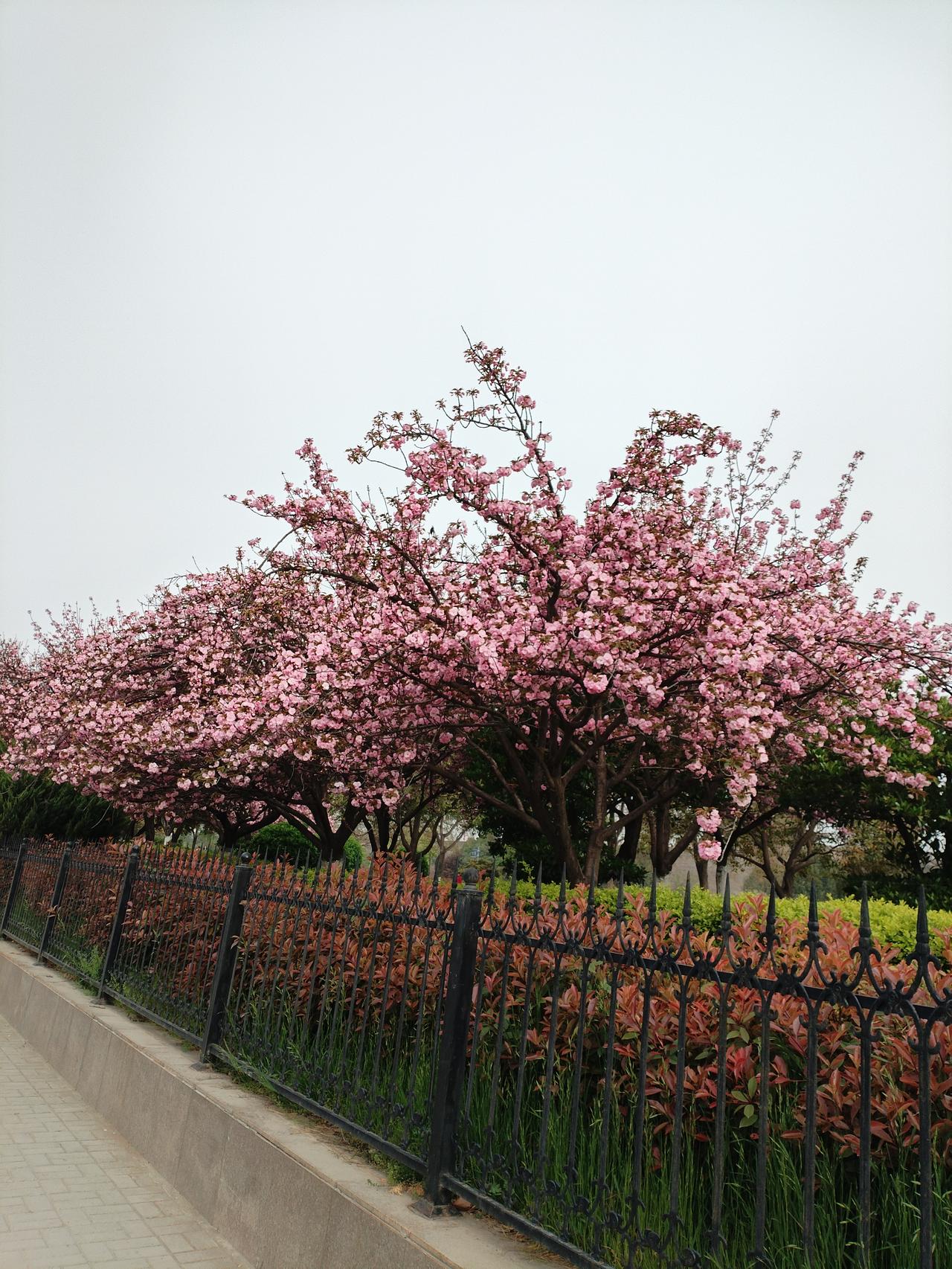 环城路护城河边的樱花🌸