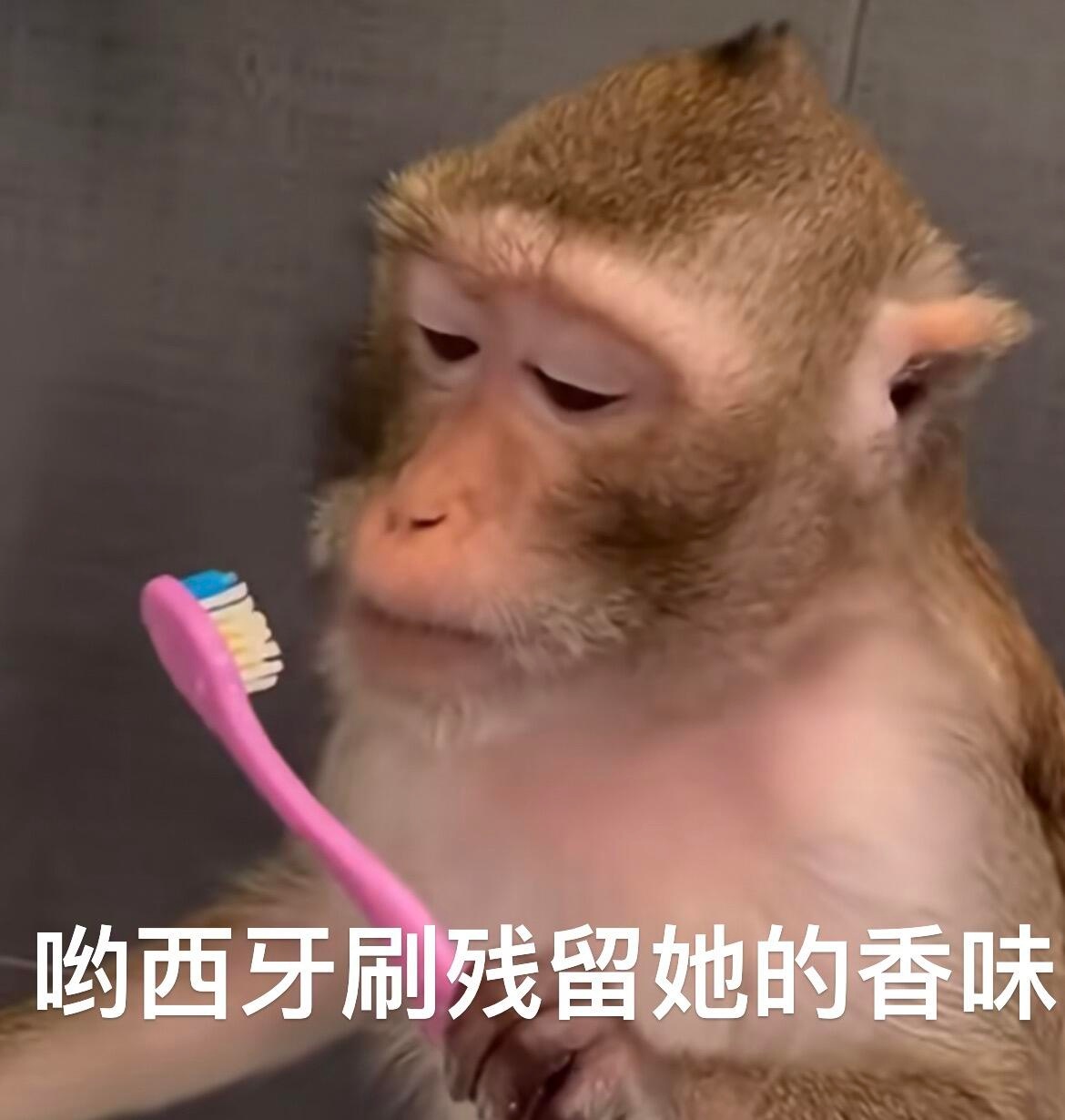 打工人可能需要的表情包｜吗喽牛马🐮🐴 