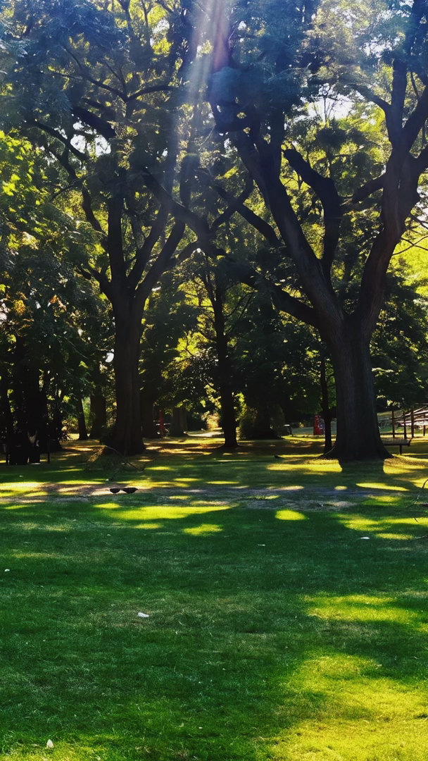 树 英国·Whitworth Park