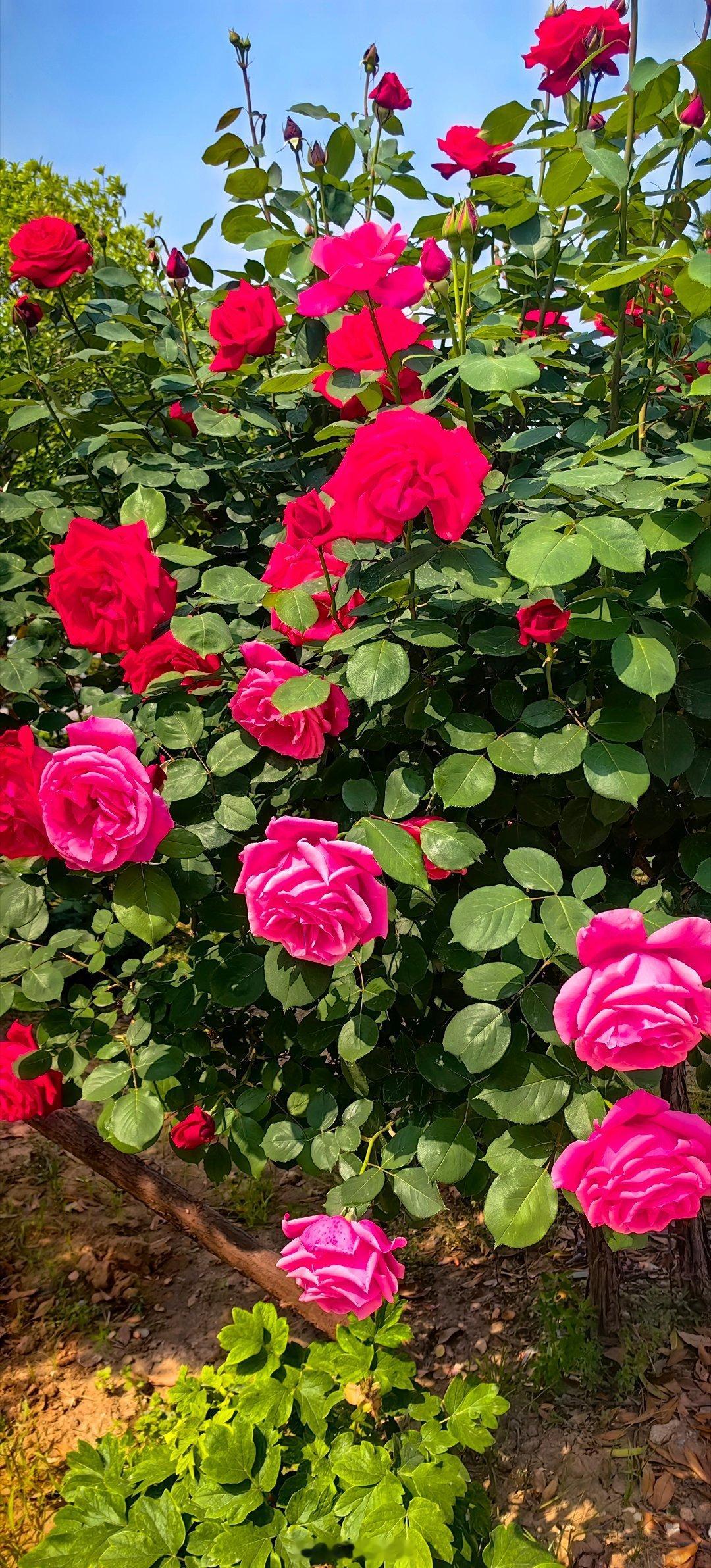 年年花相似，岁岁人不同。寻美河南寻美许昌