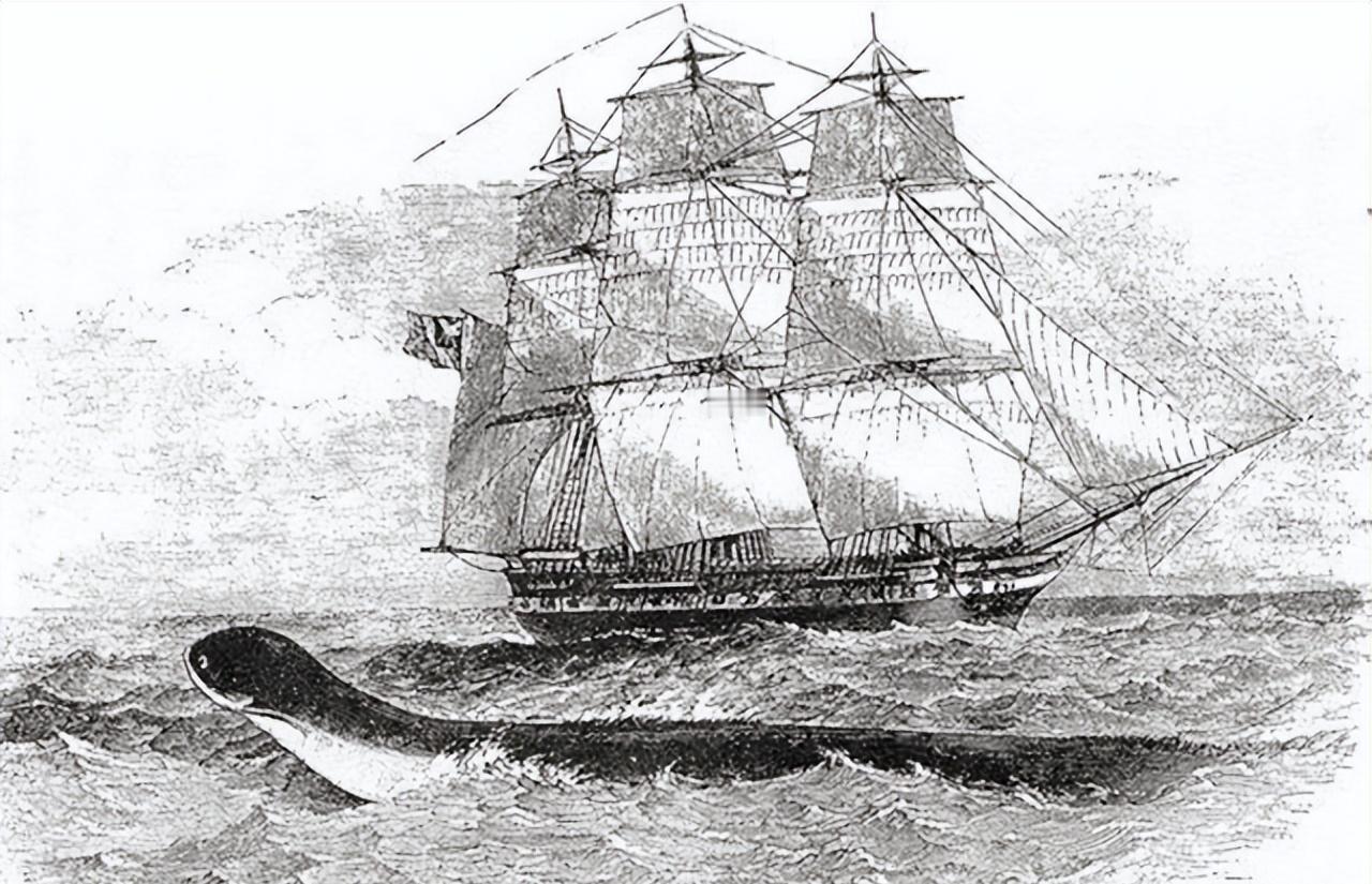 1851年，美国一艘捕鲸船，在南太平洋斩杀了一条30米长的蛇形巨兽，船长割下其头