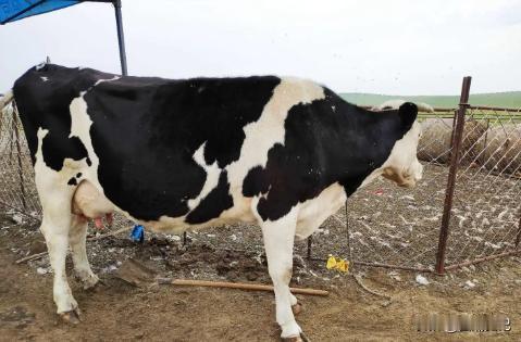 新疆，一男子给16头奶牛买了保险，一共花了1251元，每头奶牛保额10000元。