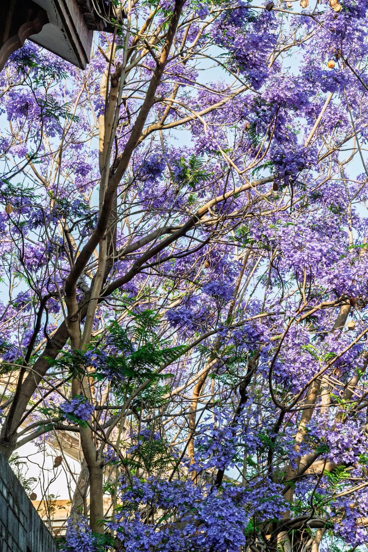 昆明富民上河院蓝花楹。昆明富民上河院蓝花楹