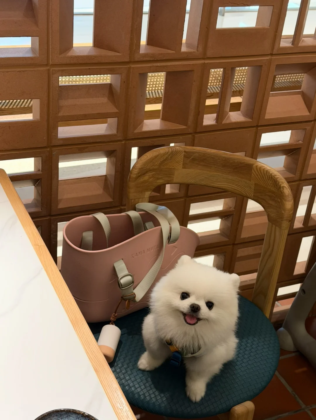 隔壁桌的小狗太可爱了🍭