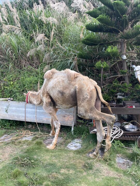 🐫平潭骆驼“六一”逆袭记|生命的奇迹太好哭