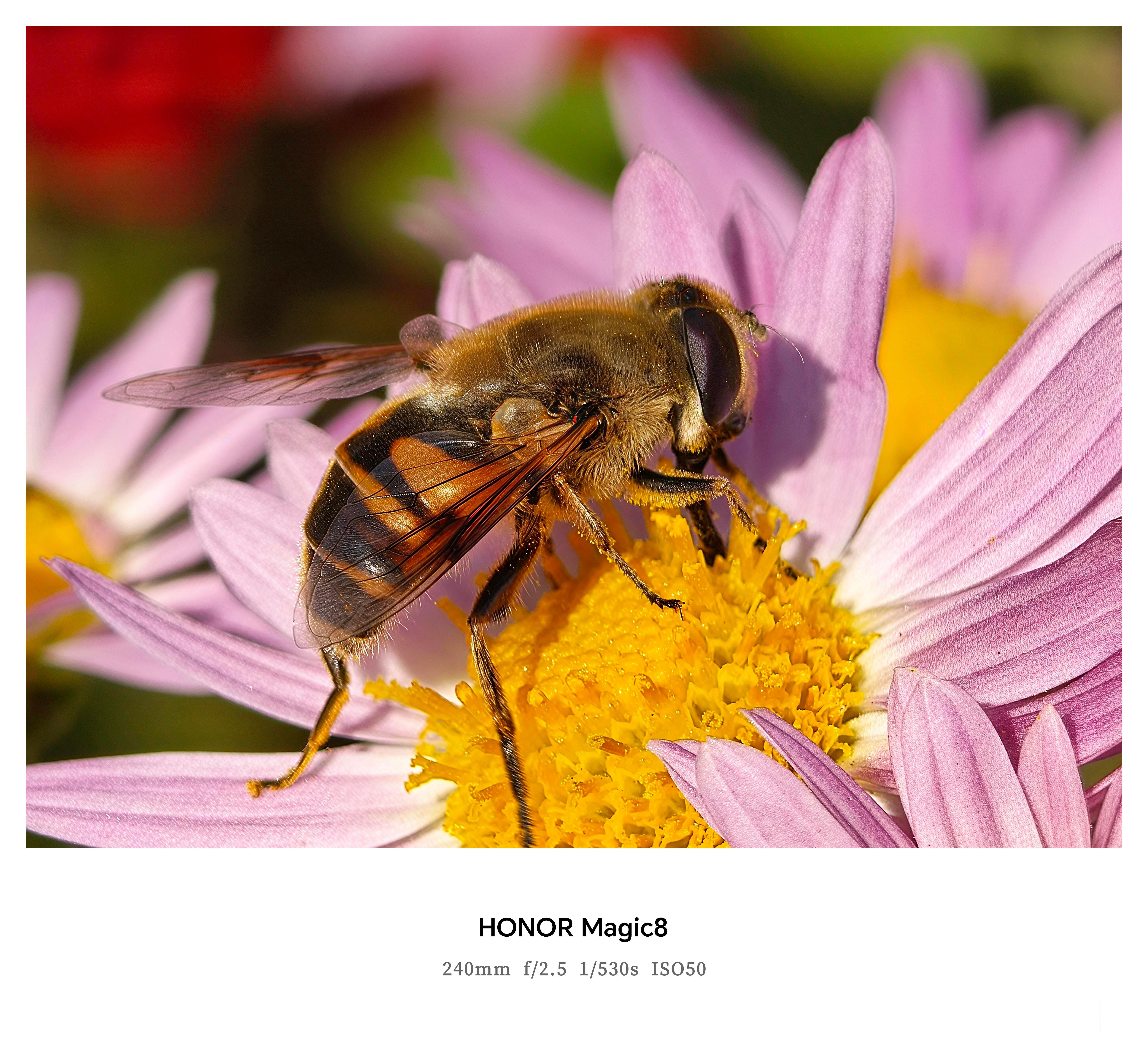 咱就说，荣耀Magic8标准版这影像这么强吗？ ​​​