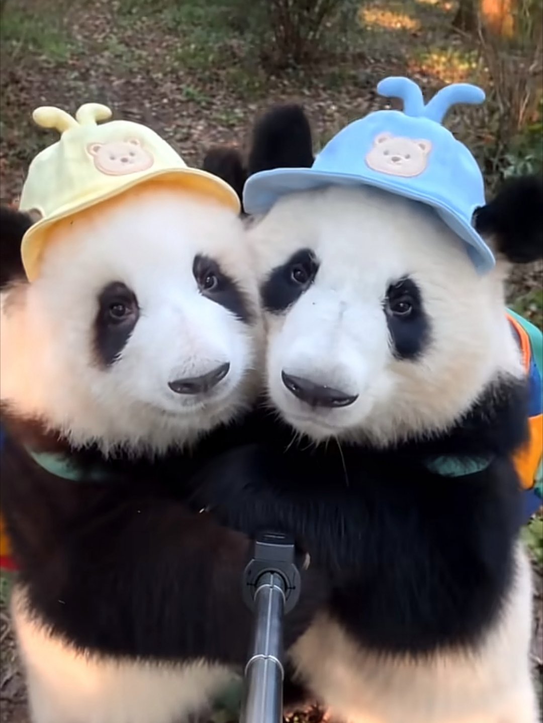 这个Ai的花叶合照好萌呀 