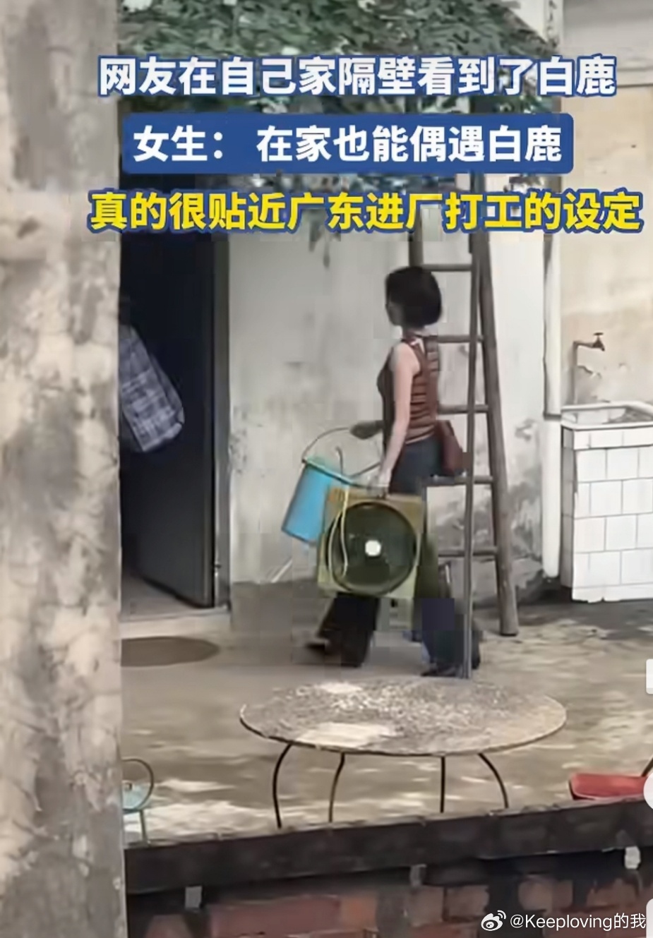白鹿现身网友家隔壁网友在家偶遇白鹿 万万没想到能在家附近碰到白鹿，这位网友的运气