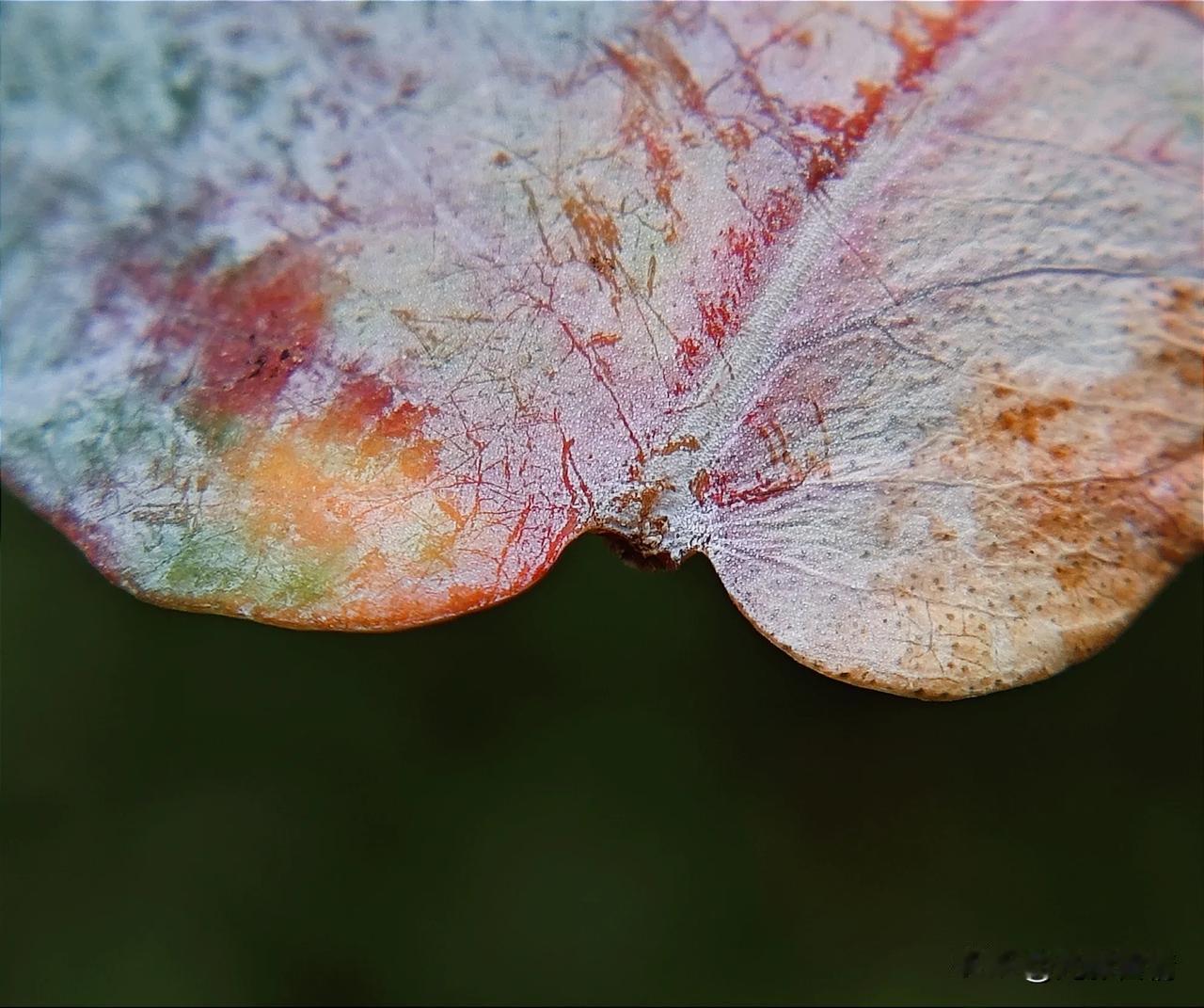 小米13U微距作品欣赏
同款二合一镜头