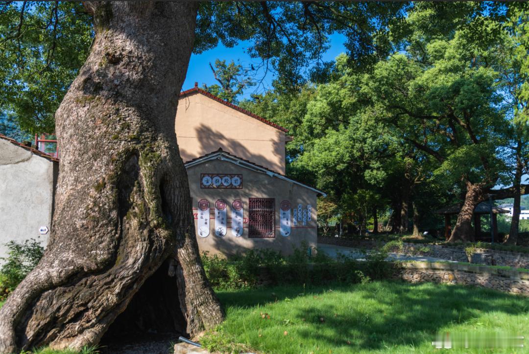 临海解锁省人文乡村建设密码义城村以文化为钥！书房、博物馆落地生根，特色赛事与文艺