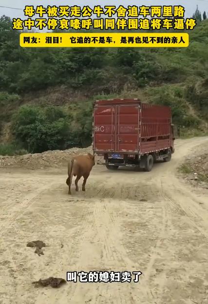 【母牛被买走宰杀公牛狂追车两里路】近日，湖北丹江口，一头母牛被买家买走准备宰杀，