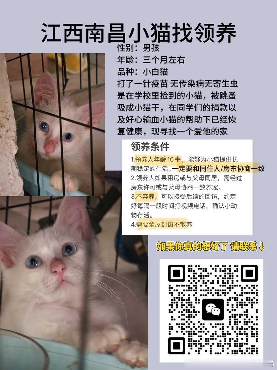 南昌领养