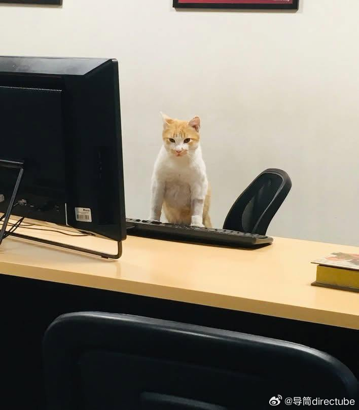 工作日🐱 