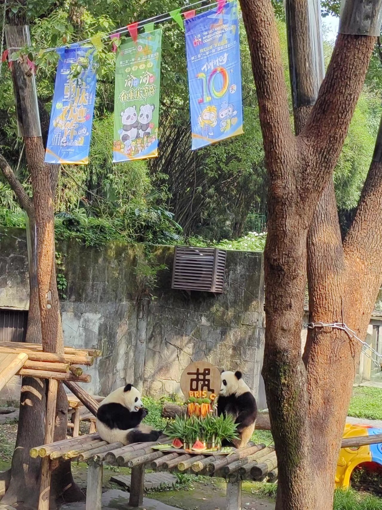 重庆动物园的“渝可”“渝爱”熊猫兄妹被聘为“一带一路”国际技能大赛的“迎宾大使”
