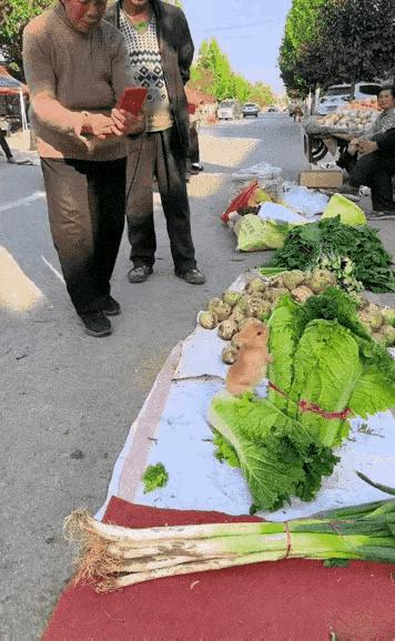 听说卖菜都用兔子当菜模了？[笑哭]这位卖菜的大妈可真会给自己的蔬菜做广告，竟然让