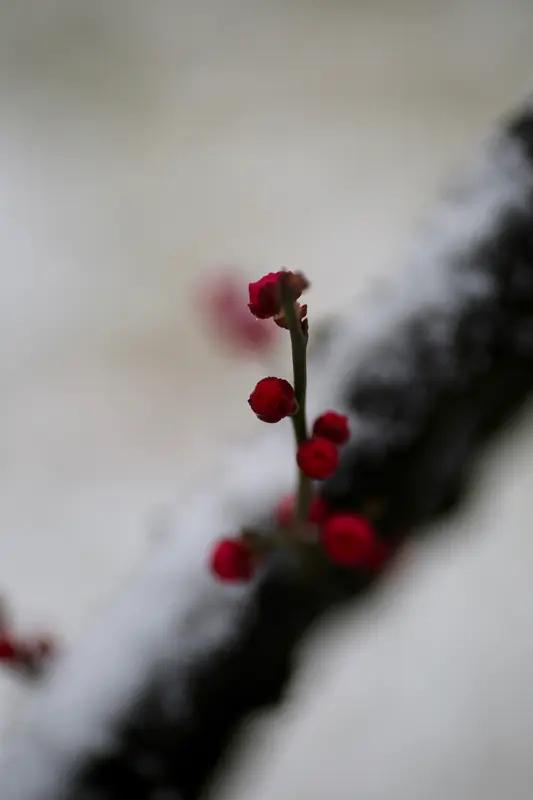 读着朋友文章中引用的这首诗，仿若瞧见一朵梅花于雪中痴痴绽放。梅花钟情于雪，雪却浑