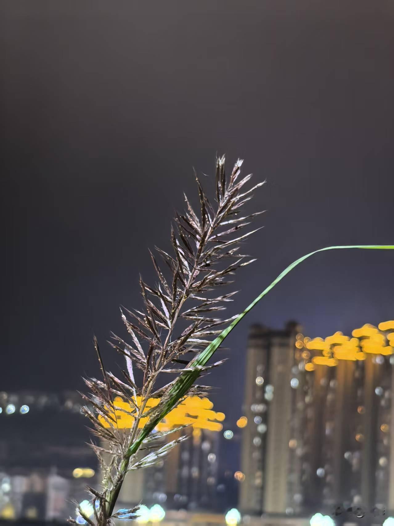 可以分享一张秋景树叶的照片吗