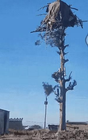 据说这是美国流浪汉建在树顶上的家，看起来还挺有创意的，“独栋独居还是高层建筑”！