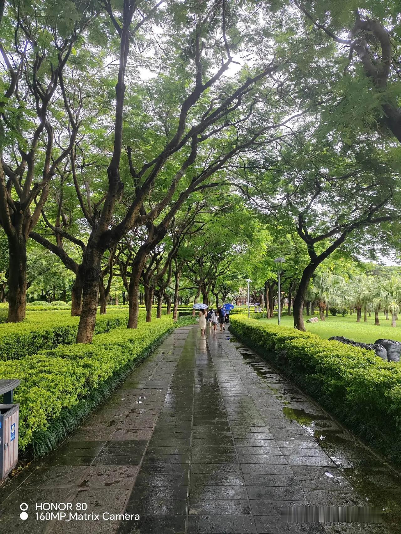 太美了，树与雨的温柔 绿荫之旅 治愈系自然风景 这个地方散步环境真好