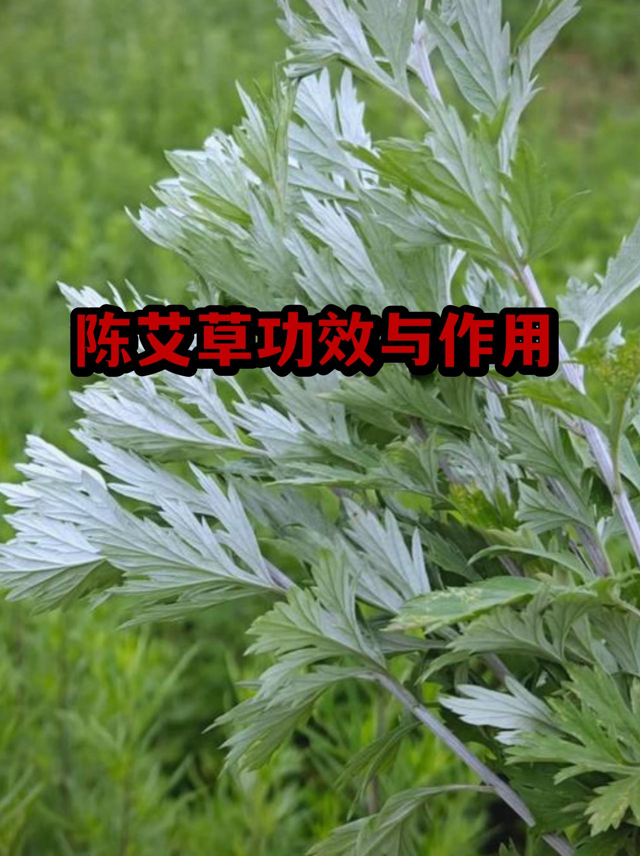 南阳夫妇艾草产品年销售超1亿元，这成绩太牛了！南阳本就是“中国艾都”，艾草资源那