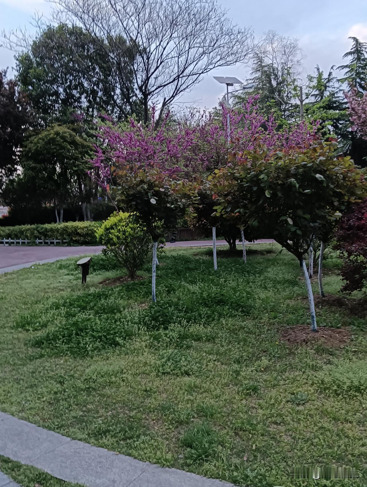 春日到公园漫步，那紫花盛开、绿意盎然的景象简直绝了。就像永春县达埔镇新琼村溪滨公