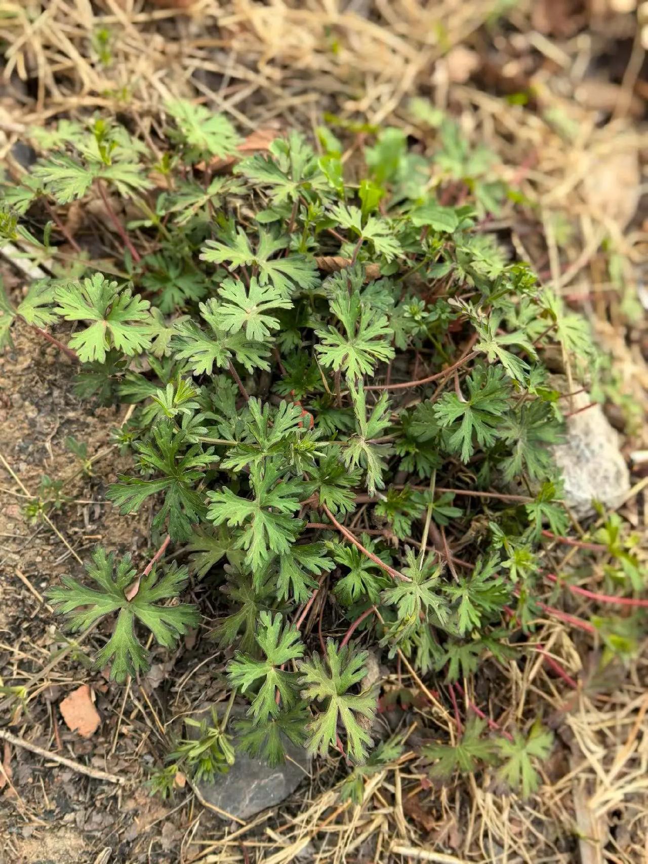 路边的野菜~
（浪漫玫瑰徐）
春日里的野菜，大多具备清热解毒之效~
上天有好生之