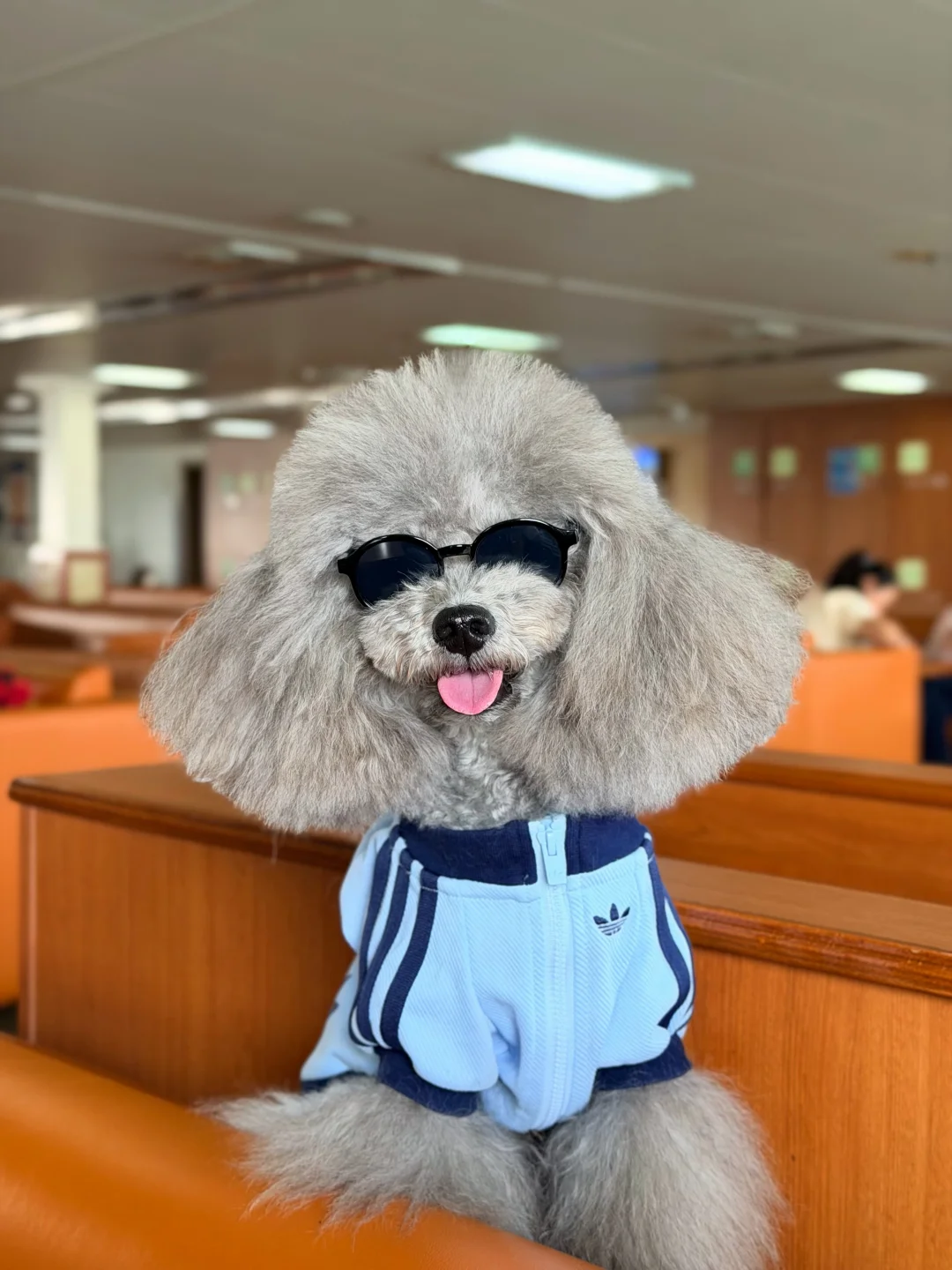 小狗我坐轮渡到海南啦