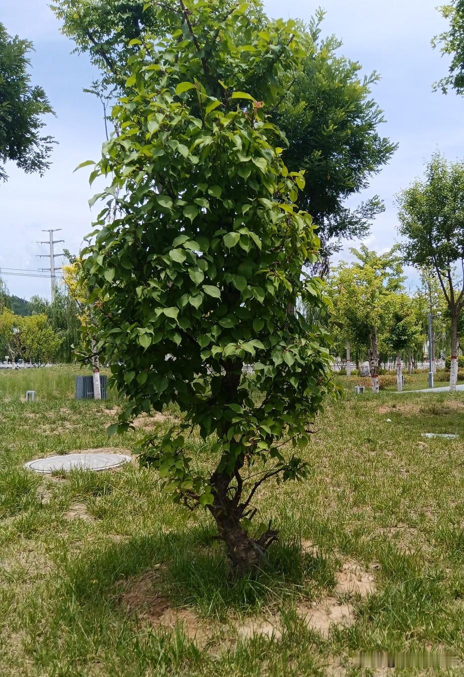 自从“割肉”后，舒服多了！

方向错了，止步就是前进！前几天割掉了持有一年的老登