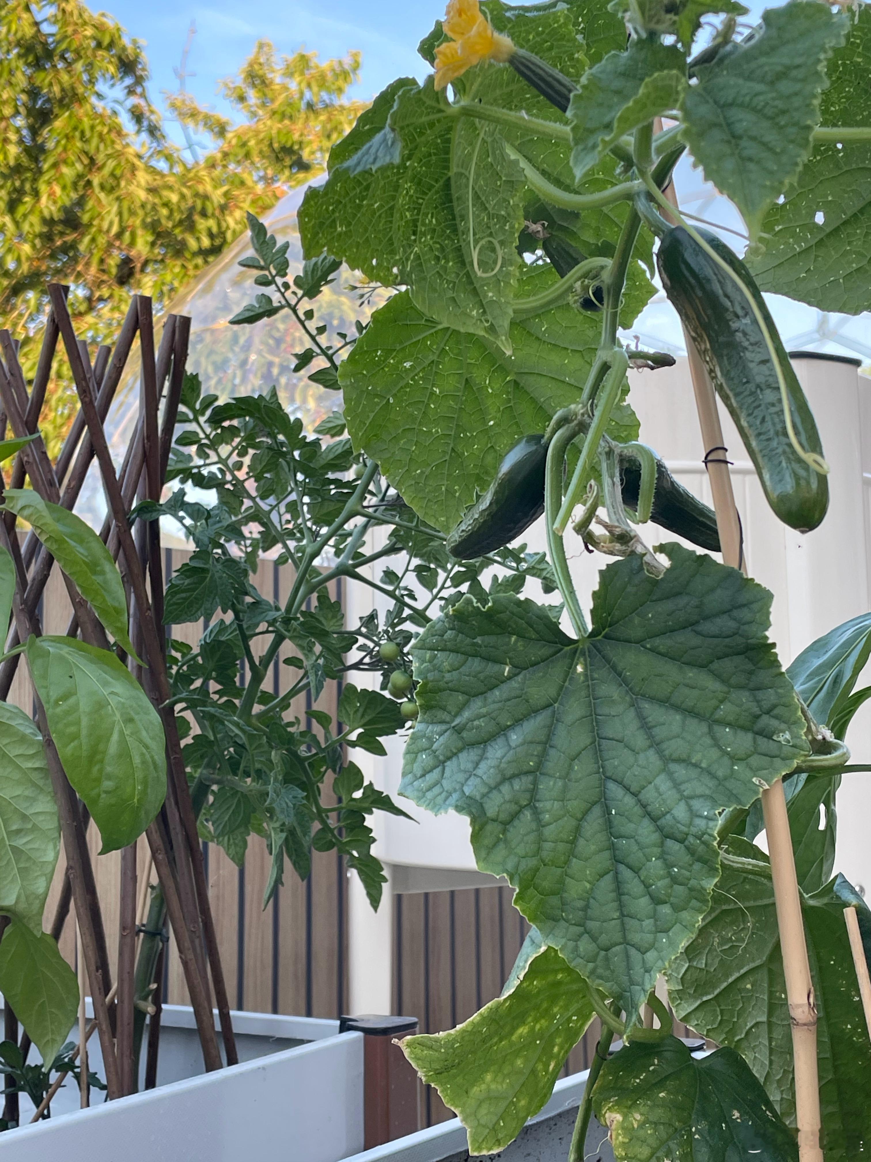 马上能采收新黄瓜🥒啦