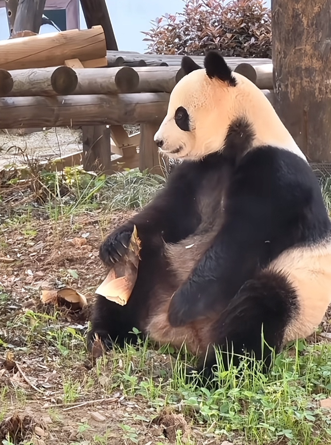 🐼：不及时挖笋就扎pp的季节又来了 