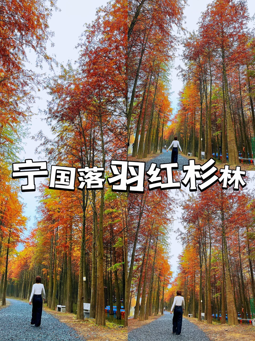 宁国落羽红杉红啦‼️观赏攻略丨注意事项