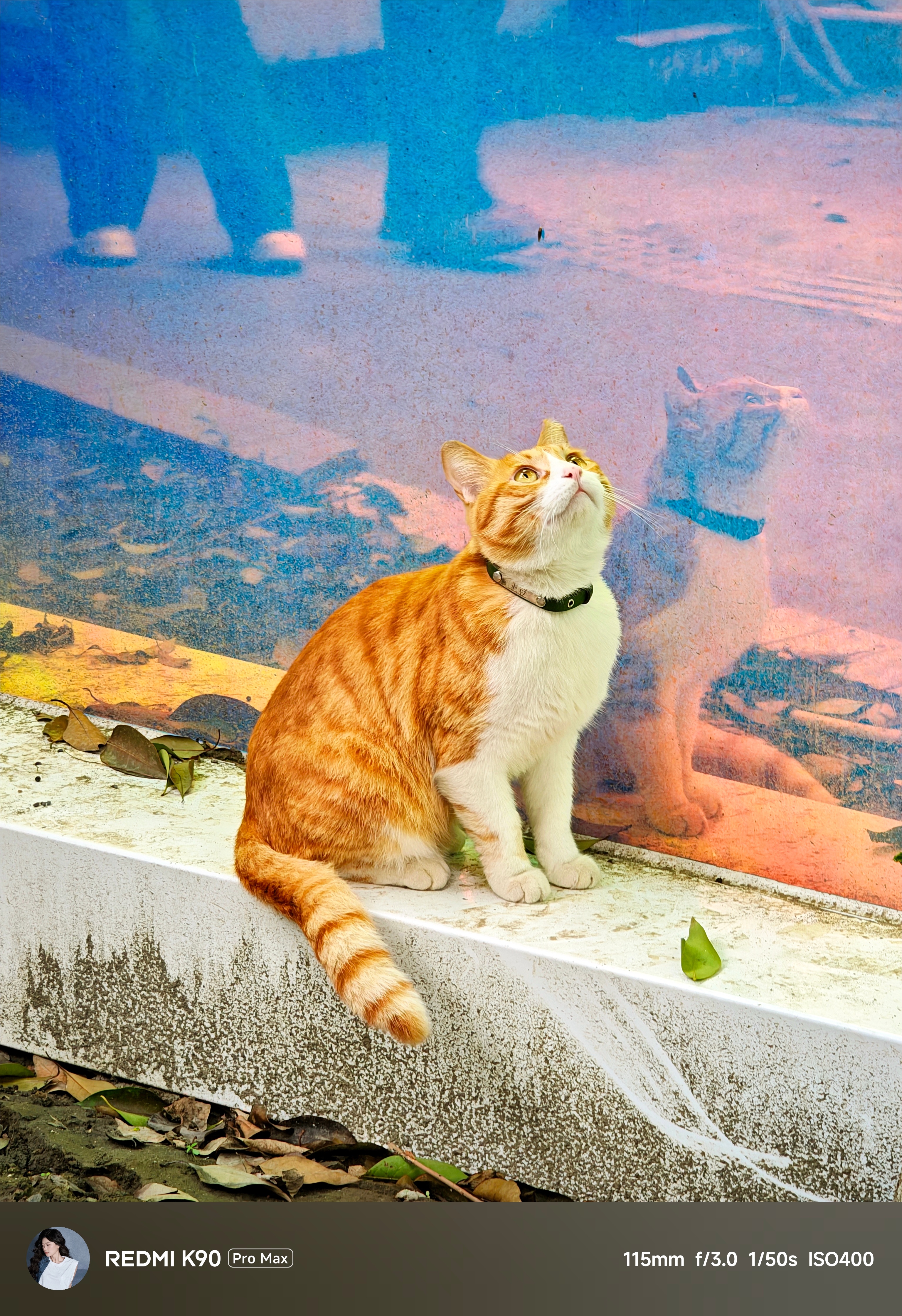 K90ProMax 5X潜望长焦的猫猫抓拍 🐱 ​​​