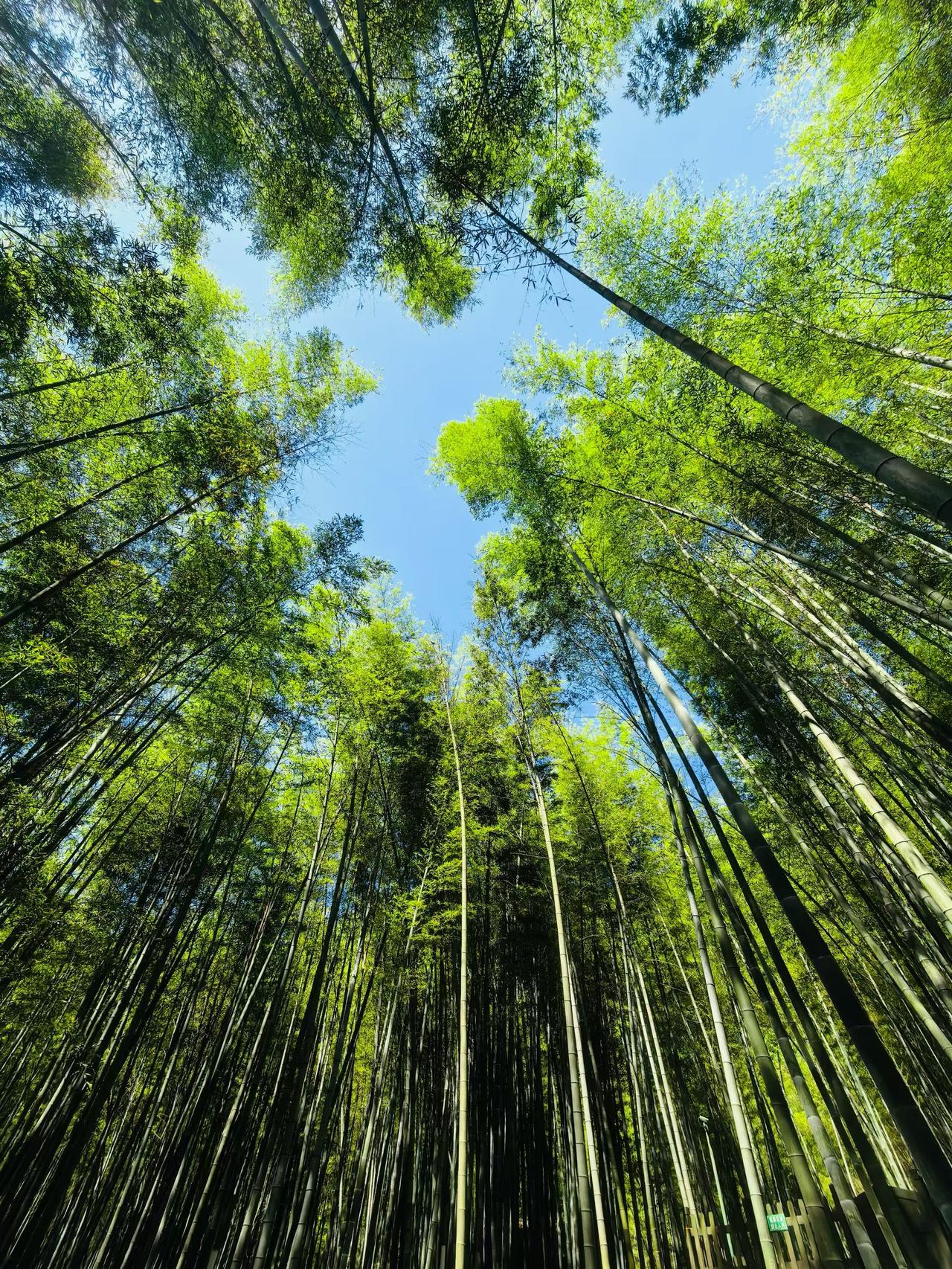 踏入永川茶山竹海，就像闯进了被绿色晕染开的天然世界。连风里都裹着竹与茶的清鲜，深