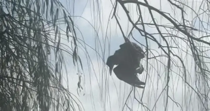 苏州金鸡湖一只夜鹭被鱼钩缠树，市民爬树救下，“有6个鱼钩，脚和翅膀全被钩住”，公园称此处并非垂钓点