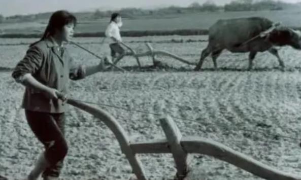 1977年，32岁女知青刘琦返城无望，嫁给一位农民。新婚之夜，她对丈夫说：“你对