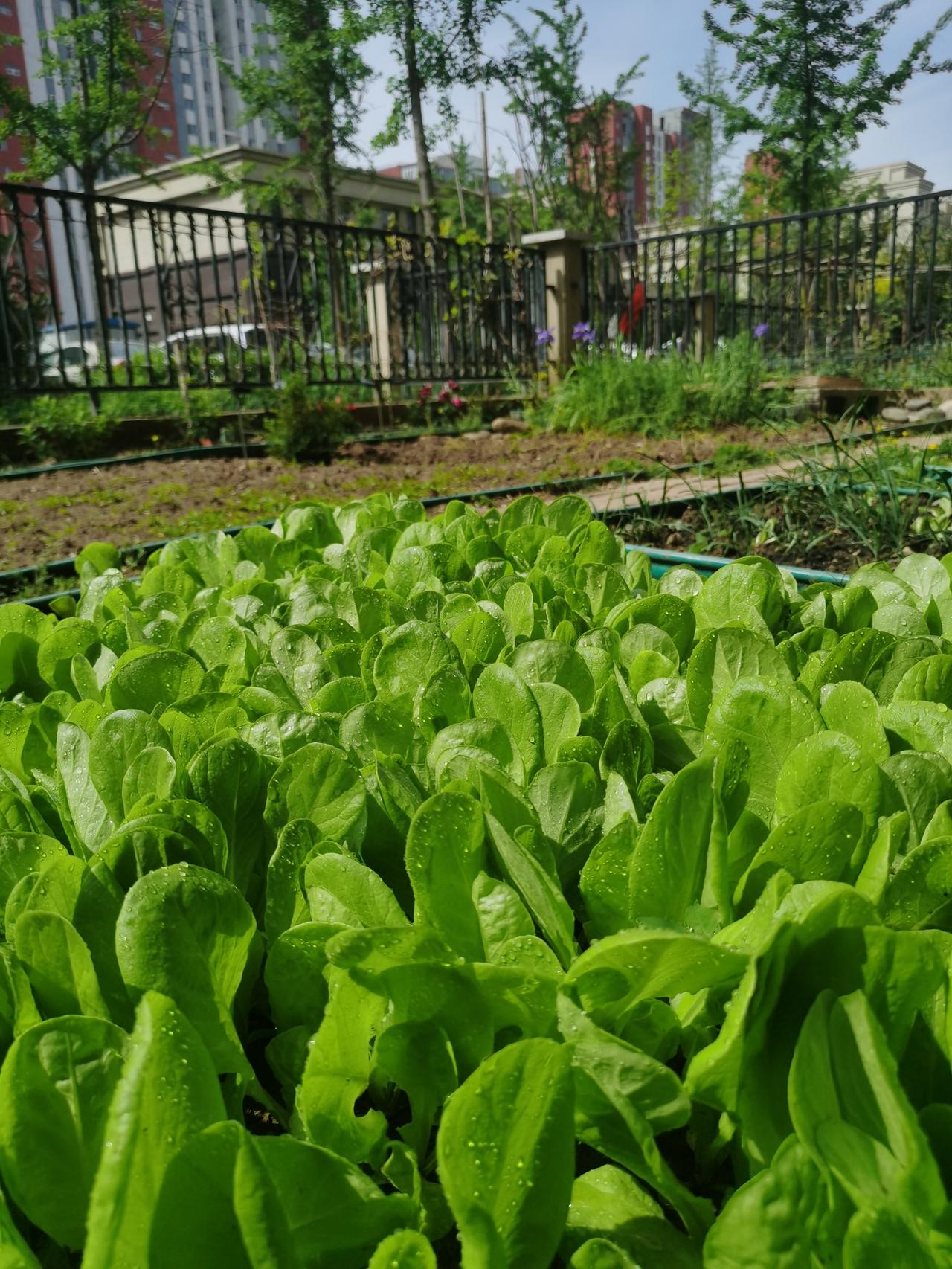 看到一个老人家在地里松土。
 
​    他说土松软了植物的根儿才会疯长。
​