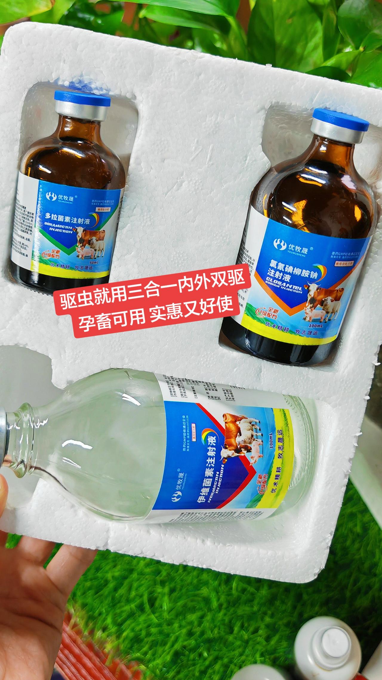 养羊人 农村养羊牛羊养殖 养殖场专用