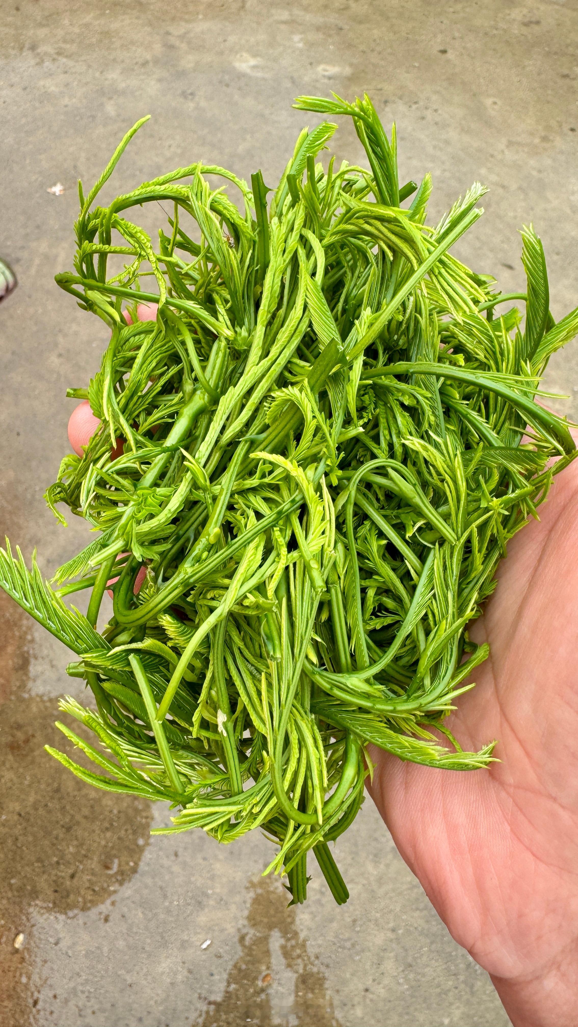 村口集市，菌子百科，你们认识几个？Day3:克总云南行｜菌子集市克总随感云南菌子