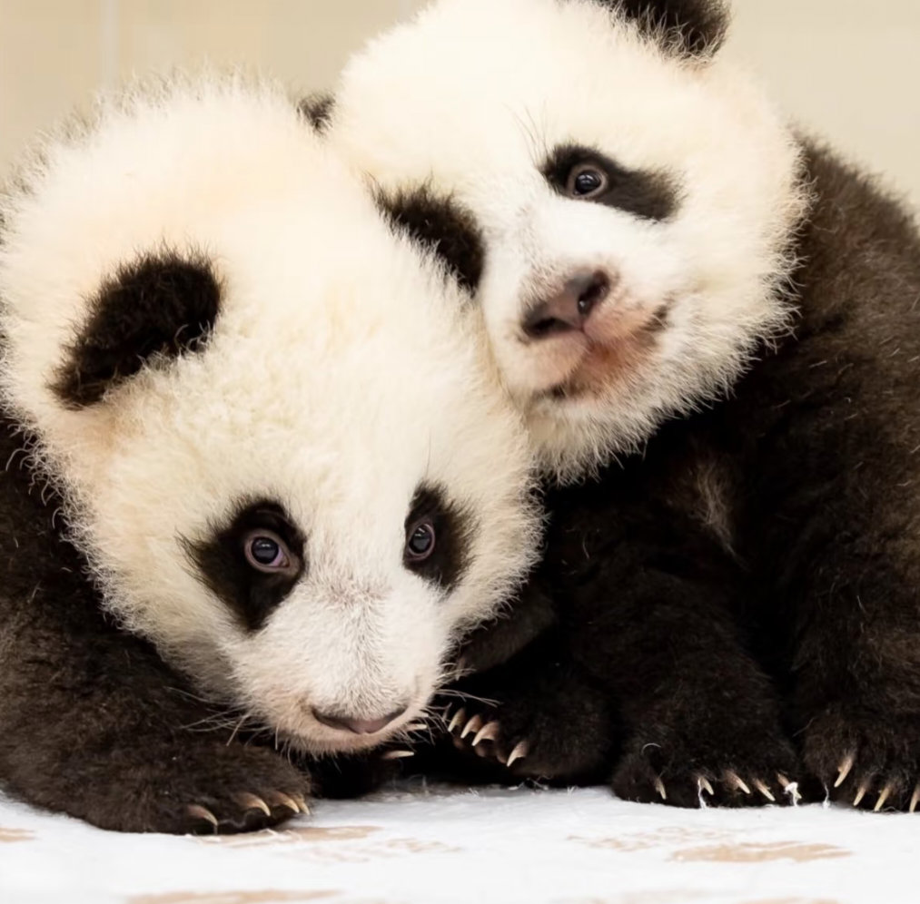 梦甜＆梦好，甜度爆表。🐼 