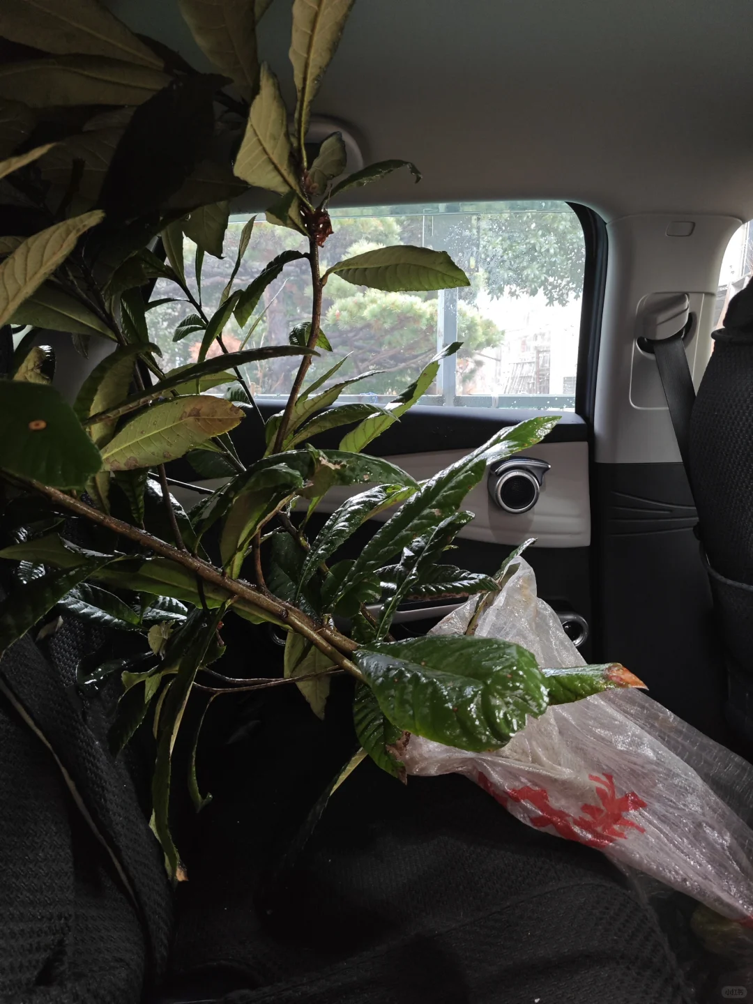 拼车拼到3颗枇杷树？！