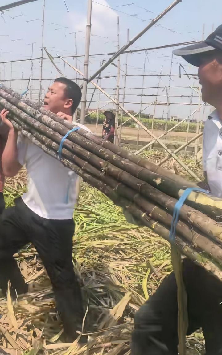 全红婵爸爸勤劳朴实，即便女儿已是奥运冠军，全文茂依旧扎根田间，和工人一起搬甘蔗、