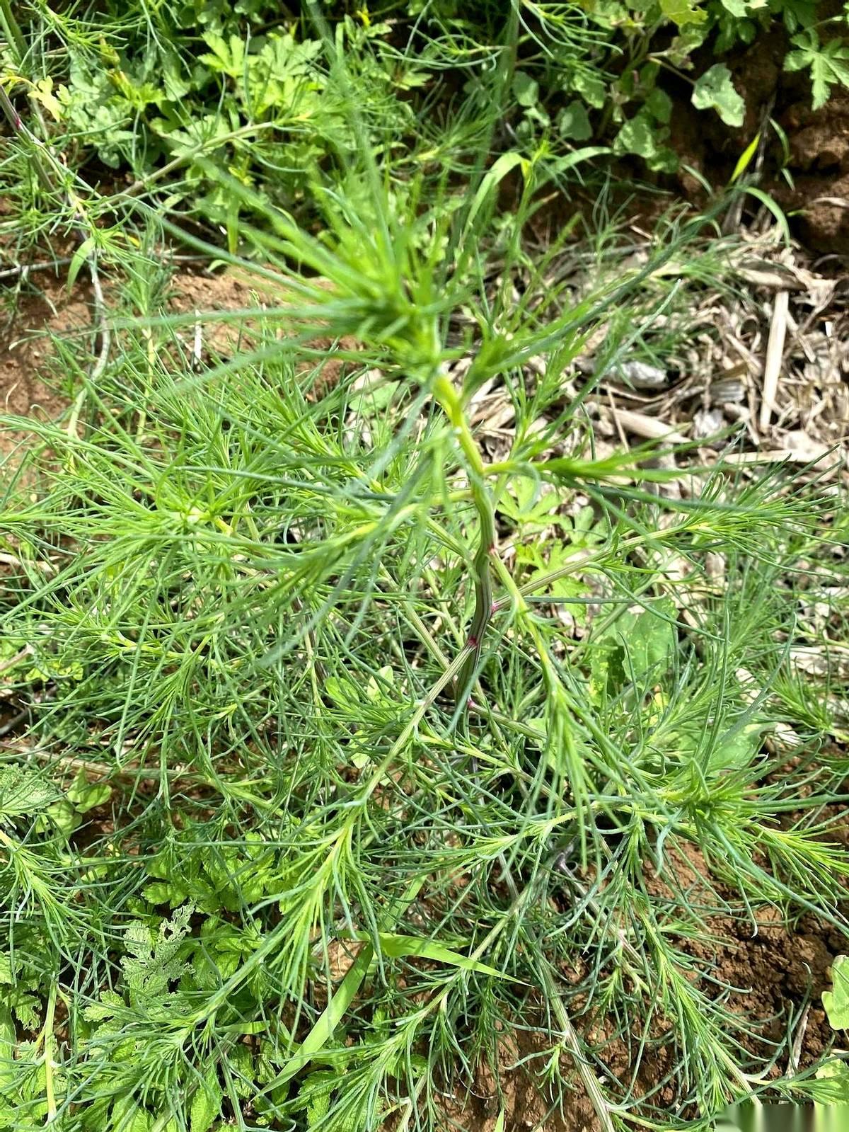 我闺蜜一把薅住那丛绿得发黑的野草，斩钉截铁地跟我说：“这个能吃！”
她篮子里已经