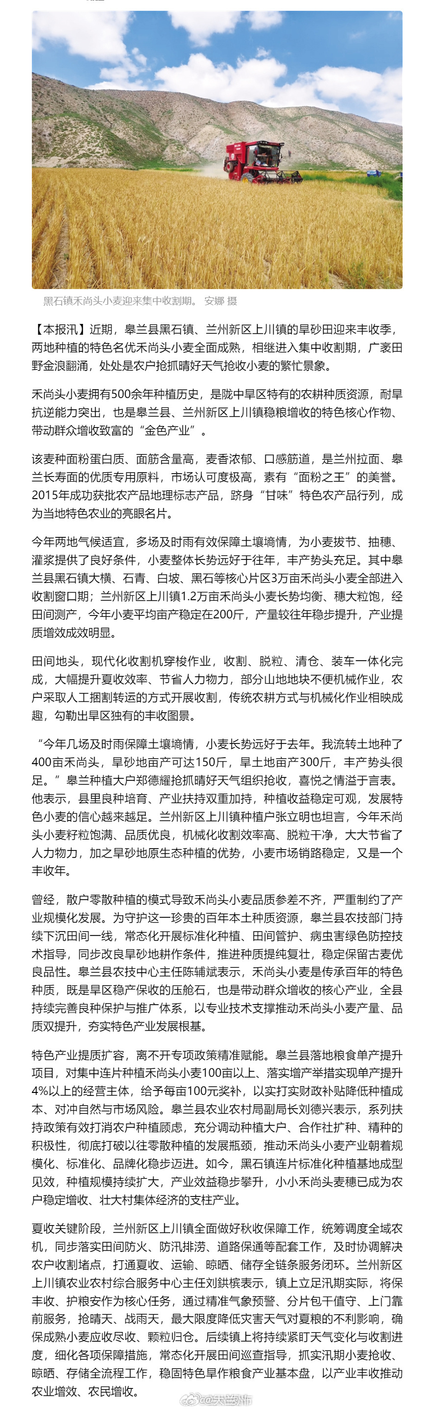 兰州旱砂田迎来丰收季【旱田翻金浪 颗粒归仓忙 我市禾尚头小麦开启夏收模式】近期，