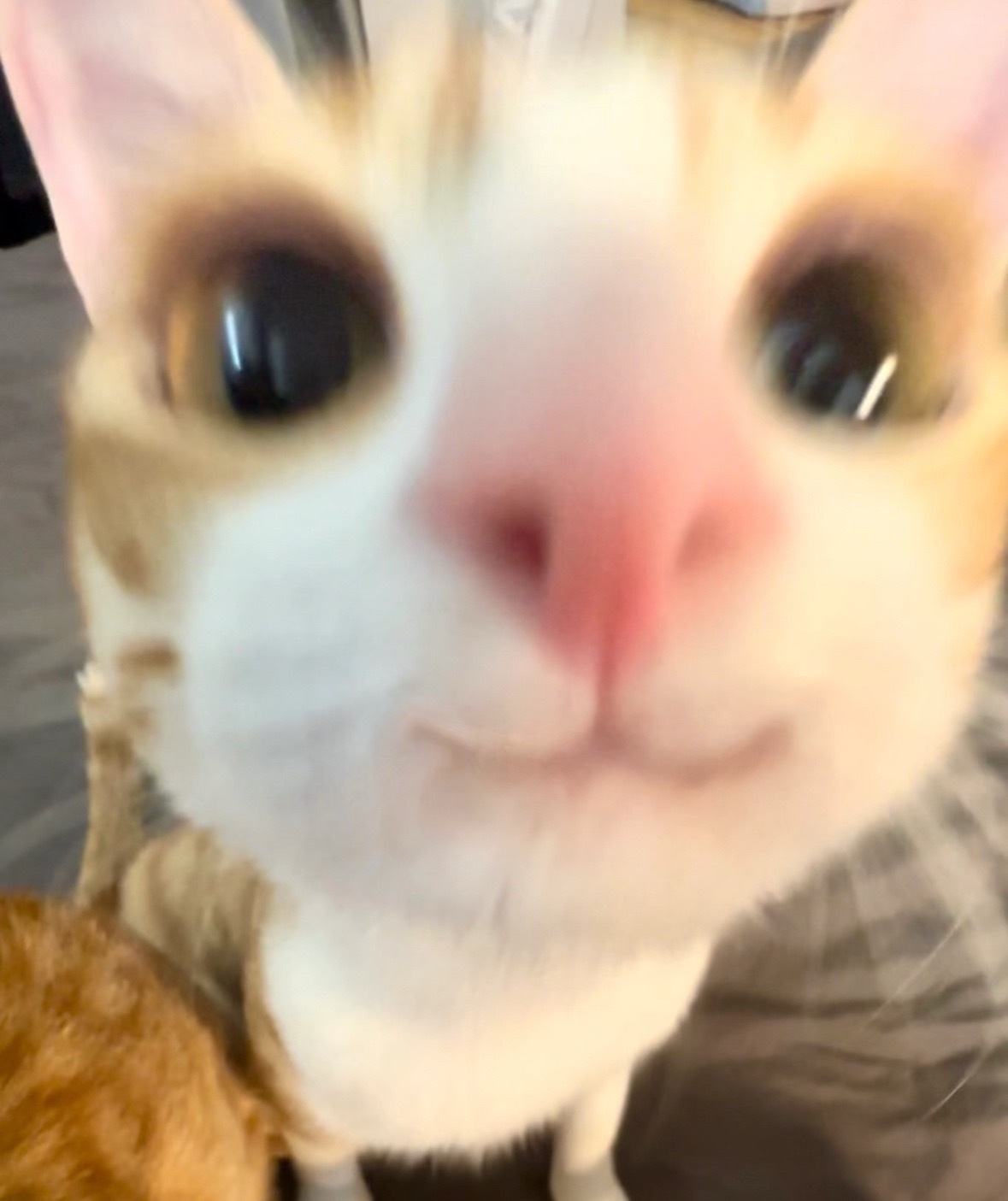 吸食笨笨能量 