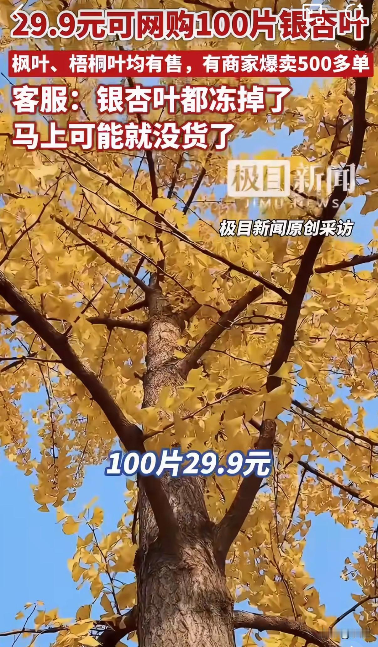 29.9元买100片落叶？现在连银杏叶都成网购爆款了！

北京商家直接兜售从玉渊