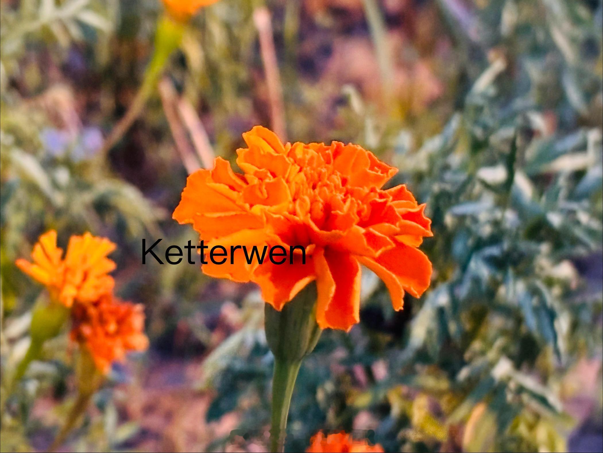 六月十七的🌼  专栏 · ketterwenの騎行紀錄