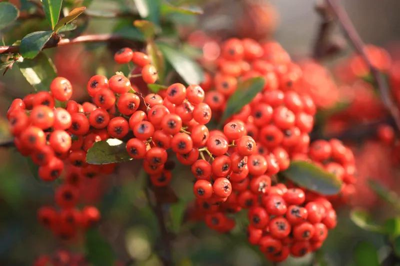 相思
春风雁过柳枝头，
尽数相思最红豆。
一抺红颜谁渐瘦，
衣带渐宽更风流。